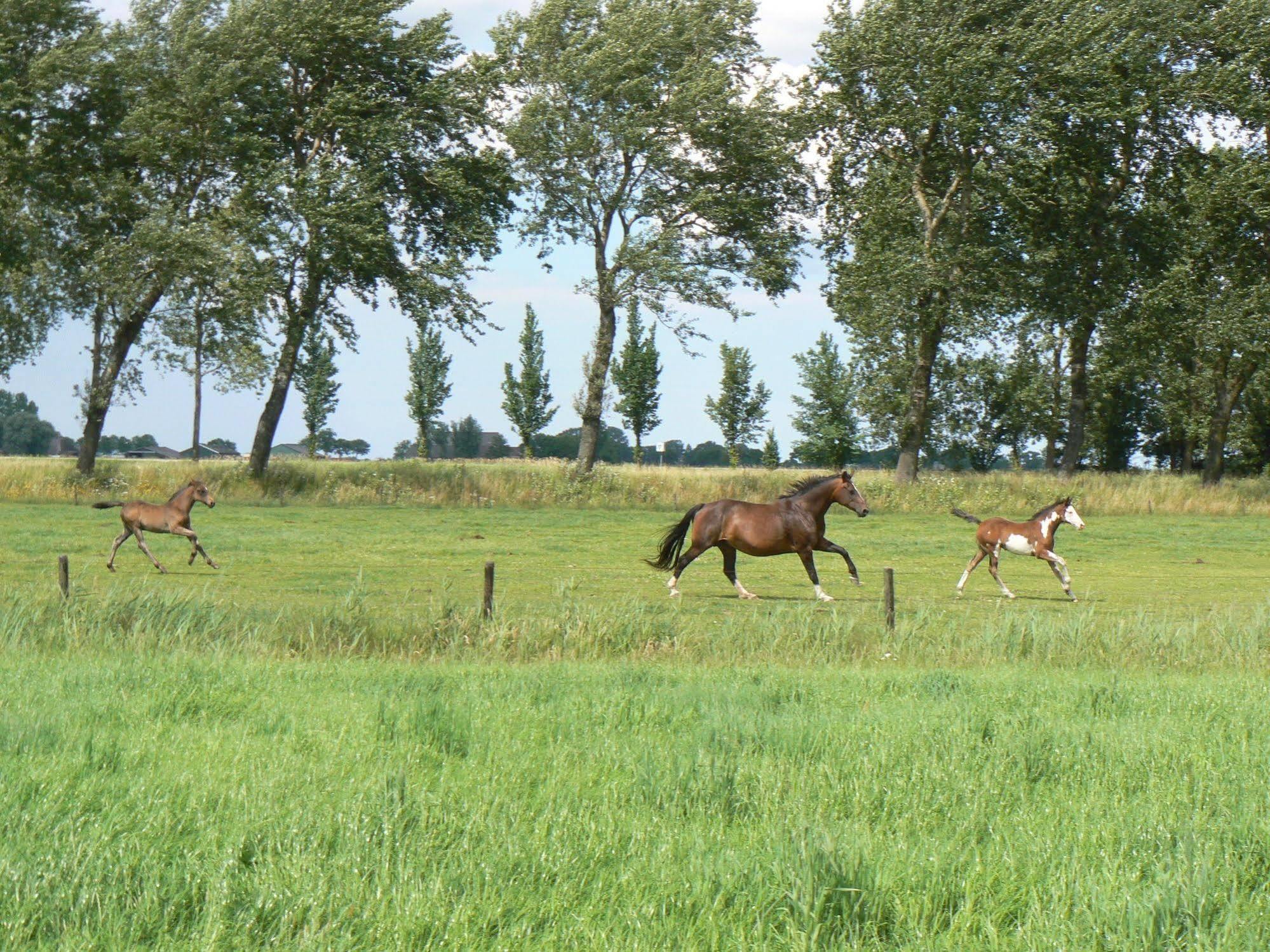 Groningen Buiten B&B Zuidhorn Exteriér fotografie